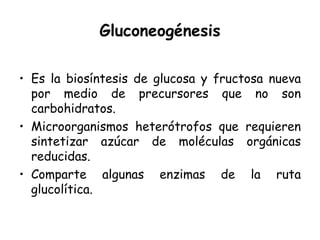 Gluconeogénesis

• Es la biosíntesis de glucosa y fructosa nueva
  por medio de precursores que no son
  carbohidratos.
• Microorganismos heterótrofos que requieren
  sintetizar azúcar de moléculas orgánicas
  reducidas.
• Comparte algunas enzimas de la ruta
  glucolítica.
 