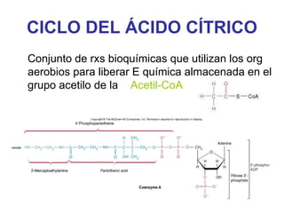 CICLO DEL ÁCIDO CÍTRICO
Conjunto de rxs bioquímicas que utilizan los org
aerobios para liberar E química almacenada en el
grupo acetilo de la Acetil-CoA
 