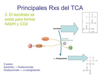 Principales Rxs del TCA
3. El isocitrato se
oxida para formar
NADH y CO2




2 pasos:
Isocitrato → Oxalsuccinato
Oxalsuccinato → α-cetoglutarato
 
