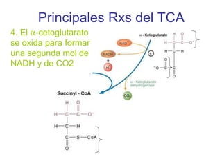 Principales Rxs del TCA
4. El α-cetoglutarato
se oxida para formar
una segunda mol de
NADH y de CO2
 