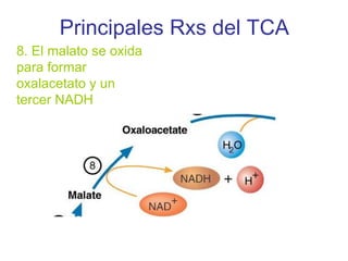 Principales Rxs del TCA
8. El malato se oxida
para formar
oxalacetato y un
tercer NADH
 