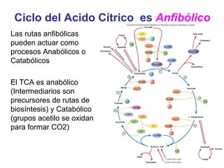 Ciclo del Acido Cítrico es Anfibólico
Las rutas anfibólicas
pueden actuar como
procesos Anabólicos o
Catabólicos

El TCA es anabólico
(Intermediarios son
precursores de rutas de
biosíntesis) y Catabólico
(grupos acetilo se oxidan
para formar CO2)
 