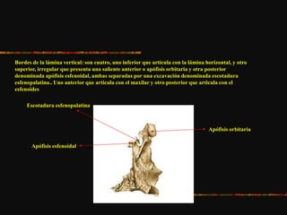 Bordes de la lámina vertical: son cuatro, uno inferior que articula con la lámina horizontal, y otro
superior, irregular que presenta una saliente anterior o apófisis orbitaria y otra posterior
denominada apófisis esfenoidal, ambas separadas por una excavación denominada escotadura
esfenopalatina.. Uno anterior que articula con el maxilar y otro posterior que articula con el
esfenoides
Apófisis orbitaria
Apófisis esfenoidal
Escotadura esfenopalatina
 