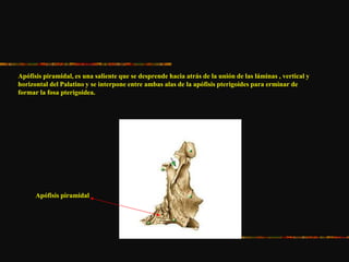 Apófisis piramidal, es una saliente que se desprende hacia atrás de la unión de las láminas , vertical y
horizontal del Palatino y se interpone entre ambas alas de la apófisis pterigoides para erminar de
formar la fosa pterigoidea.
Apófisis piramidal
 
