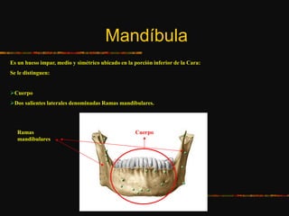 Mandíbula
Es un hueso impar, medio y simétrico ubicado en la porción inferior de la Cara:
Se le distinguen:
Cuerpo
Dos salientes laterales denominadas Ramas mandibulares.
CuerpoRamas
mandibulares
 