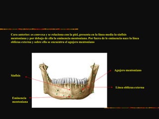 Cara anterior: es convexa y se relaciona con la piel, presenta en la línea media la sínfisis
mentoniana y por debajo de ella la eminencia mentoniana. Por fuera de le eminencia nace la línea
oblicua externa y sobre ella se encuentra el agujero mentoniano
Agujero mentoniano
Línea oblicua externa
Sínfisis
Eminencia
mentoniana
 