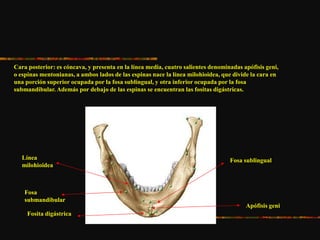 Cara posterior: es cóncava, y presenta en la línea media, cuatro salientes denominadas apófisis geni,
o espinas mentonianas, a ambos lados de las espinas nace la línea milohioidea, que divide la cara en
una porción superior ocupada por la fosa sublingual, y otra inferior ocupada por la fosa
submandibular. Además por debajo de las espinas se encuentran las fositas digástricas.
Apófisis geni
Fosita digástrica
Línea
milohioidea
Fosa
submandibular
Fosa sublingual
 