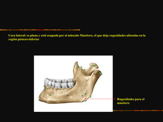 Cara lateral: es plana y está ocupada por el músculo Masétero, el que deja rugosidades ubicadas en la
región póstero-inferior
Rugosidades para el
masétero
 