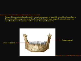 Bordes: el borde anterior,llamado también cresta temporal, nace de la apófisis coronoides y hacia abajo se
divide en dos labios que prestan inserción a los fascículos inferiores del temporal, entre ambos nace una
cresta llamada cresta buccinatriz dónde se inserta el músculo Buccinador.
Cresta temporal
Cresta buccinatriz
 
