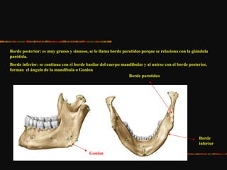Borde posterior: es muy grueso y sinuoso, se le llama borde parotídeo porque se relaciona con la glándula
parótida.
Borde inferior: se continua con el borde basilar del cuerpo mandibular y al unirse con el borde posterior,
forman el ángulo de la mandíbula o Gonion
Gonion
Borde parotídeo
Borde
inferior
 