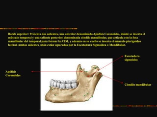 Borde superior: Presenta dos salientes, una anterior denominada Apófisis Coronoides, donde se inserta el
músculo temporal y una saliente posterior, denominada cóndilo mandibular, que articula con la fosa
mandibular del temporal para formar la ATM, y además en su cuello se inserta el músculo pterigoideo
lateral. Ambas salientes están están separadas por la Escotadura Sigmoidea o Mandibular.
Apófisis
Coronoides
Escotadura
sigmoidea
Cóndilo mandibular
 
