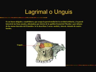 Lagrimal o Unguis
Es un hueso delgado y cuadrilátero, que ocupa la pared medial de la cavidad orbitaria, y la pared
lateral de las fosas nasales, ubicándose por detrás de la apófisis frontal del Maxilar y por delante
de las masas laterales del Etmoides. Se le describen 2 caras: medial y lateral. Además de cuatro
bordes.
Unguis
 