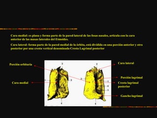 Cara medial: es plana y forma parte de la pared lateral de las fosas nasales, articula con la cara
anterior de las masas laterales del Etmoides.
Cara lateral: forma parte de la pared medial de la órbita, está dividida en una porción anterior y otra
posterior por una cresta vertical denominada Cresta Lagrimal posterior
Cara medial
Cara lateral
Cresta lagrimal
posterior
Gancho lagrimal
Porción orbitaria
Porción lagrimal
 