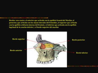 Bordes: son cuatro, el anterior que articula con la apófisis frontal del Maxilar, el
posterior, que articula con las masas laterales del Etmoides, el superior que articula
con la apófisis orbitaria interna del frontal, y el inferior que articula con la apófisis
lagrimal de la concha inferior y el borde superior del maxilar
Borde superior Borde posterior
Borde inferior
Borde anterior
 