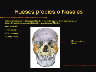 Huesos propios o Nasales
Son dos láminas óseas rectangulares ubicadas en la región superior de las fosas nasales, por
debajo del frontal, por delante del etmoides y por dentro del Maxilar.
Se les describen:
Cara anterior
Cara posterior
Cuatro bordes
Huesos propios o
Nasales
 