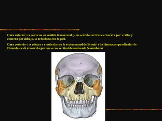 Cara anterior: es convexa en sentido transversal, y en sentido vertical es cóncava por arriba y
convexa por debajo, se relaciona con la piel.
Cara posterior: es cóncava y articula con la espina nasal del frontal y la lámina perpendicular de
Etmoides, está recorrida por un surco vertical denominado Nasolobular
 