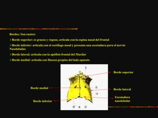 Bordes: Son cuatro:
Borde superior: es grueso y rugoso, articula con la espina nasal del frontal
Borde inferior: articula con el cartílago nasal y presenta una escotadura para el nervio
Nasolobular.
Borde lateral: articula con la apófisis frontal del Maxilar
Borde medial: articula con Huesos propios del lado opuesto
Borde superior
Borde lateralBorde medial
Escotadura
nasolobularBorde inferior
 