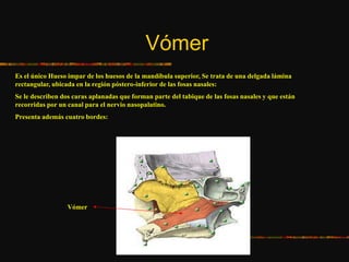 Vómer
Es el único Hueso impar de los huesos de la mandíbula superior, Se trata de una delgada lámina
rectangular, ubicada en la región póstero-inferior de las fosas nasales:
Se le describen dos caras aplanadas que forman parte del tabique de las fosas nasales y que están
recorridas por un canal para el nervio nasopalatino.
Presenta además cuatro bordes:
Vómer
 
