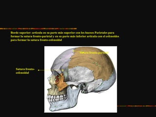 Borde superior: articula en su parte más superior con los huesos Parietales para
formar la sutura fronto-parietal y en su parte más inferior articula con el esfenoides
para formar la sutura fronto-esfenoidal
Sutura fronto-parietal
Sutura fronto-
esfenoidal
 