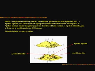 Bordes: el superior,es convexo y presenta tres salientes, que en sentido ántero-posterior son: 1.-
Apófisis lagrimal, que articula con el Unguis para terminar de formar el canal nasolagrimal. 2.-
Apófisis maxilar, lámina triangular que cierra el orificio del Seno Maxilar. 3.- Apófisis Etmoidal, que
articula con la apófisis unciforme del Etmoides.
El borde inferior, es convexo y libre.
Apófisis maxilar
Apófisis lagrimal
Apófisis Etmoidal
 