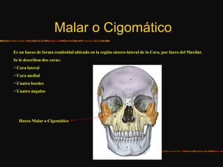 Malar o Cigomático
Es un hueso de forma romboidal ubicado en la región súoero-lateral de la Cara, por fuera del Maxilar.
Se le describen dos caras:
Cara lateral
Cara medial
Cuatro bordes
Cuatro ángulos
Hueso Malar o Cigomático
 