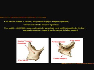 Cara lateral o cutánea: es convexa y lisa, presenta el agujero Témporo-cigomático y
también se insertan los músculos cigomáticos
Cara medial : está dividida en una porción anterior que articula con la apófisis cigomática del Maxilar y
una porción posterior o temporal, que forma parte de la fosa temporal
Agujero Témporo-
cigomático
Cara lateral
Cara medial
Porción articular
Porción temporal
 