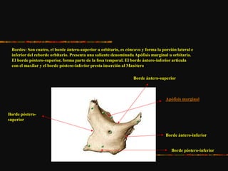 Bordes: Son cuatro, el borde ántero-superior u orbitario, es cóncavo y forma la porción lateral e
inferior del reborde orbitario. Presenta una saliente denominada Apófisis marginal u orbitaria.
El borde póstero-superior, forma parte de la fosa temporal. El borde ántero-inferior articula
con el maxilar y el borde póstero-inferior presta inserción al Masétero
Apófisis marginal
Borde ántero-superior
Borde ántero-inferior
Borde póstero-
superior
Borde póstero-inferior
 