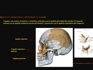 Ángulos: son cuatro, el anterior y el inferior, articulan con la apófisis piramidal del maxilar. El superior
articula con la apófisis orbitaria externa del frontal y el posterior con la apófisis cigomática del temporal.
Ángulo superior
Ángulos anterior e
inferior
Ángulo posterior
 