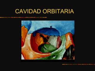 CAVIDAD ORBITARIA
 