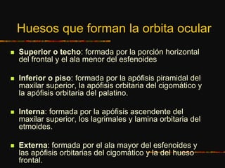 Huesos que forman la orbita ocular
 Superior o techo: formada por la porción horizontal
del frontal y el ala menor del esfenoides
 Inferior o piso: formada por la apófisis piramidal del
maxilar superior, la apófisis orbitaria del cigomático y
la apófisis orbitaria del palatino.
 Interna: formada por la apófisis ascendente del
maxilar superior, los lagrimales y lamina orbitaria del
etmoides.
 Externa: formada por el ala mayor del esfenoides y
las apófisis orbitarias del cigomático y la del hueso
frontal.
 