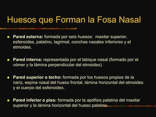 Huesos que Forman la Fosa Nasal
 Pared externa: formada por seis huesos: maxilar superior,
esfenoides, palatino, lagrimal, conchas nasales inferiores y el
etmoides.
 Pared interna: representada por el tabique nasal (formado por el
vómer y la lámina perpendicular del etmoides).
 Pared superior o techo: formada por los huesos propios de la
nariz, espina nasal del hueso frontal, lámina horizontal del etmoides
y el cuerpo del esfenoides.
 Pared inferior o piso: formada por la apófisis palatina del maxilar
superior y la lámina horizontal del hueso palatino.
 