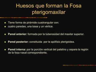 Huesos que forman la Fosa
pterigomaxilar
 Tiene forma de pirámide cuadrangular con:
 cuatro paredes, una base y un vértice.
 Pared anterior: formada por la tuberosidad del maxilar superior.
 Pared posterior: constituida por la apófisis pterigoidea.
 Pared interna: por la porción vertical del palatino y separa la región
de la fosa nasal correspondiente.
 