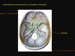 Esfenoides
Etmoides
Borde Posterior: articula hacia atrás con el Etmoides y el Esfenoides
 