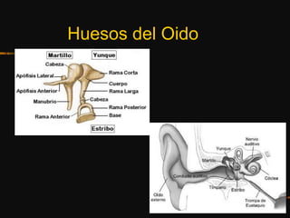 Huesos del Oido
 