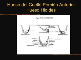 Hueso del Cuello Porción Anterior
Hueso Hioides
 