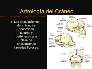 Artrología del Cráneo
 Las articulaciones
del cráneo se
denominan
suturas y
pertenecen a la
clase de
articulaciones
llamadas fibrosas.
 