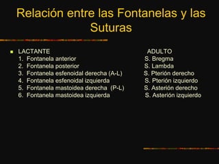 Relación entre las Fontanelas y las
Suturas
 LACTANTE ADULTO
1. Fontanela anterior S. Bregma
2. Fontanela posterior S. Lambda
3. Fontanela esfenoidal derecha (A-L) S. Pterión derecho
4. Fontanela esfenoidal izquierda S. Pterión izquierdo
5. Fontanela mastoidea derecha (P-L) S. Asterión derecho
6. Fontanela mastoidea izquierda S. Asterión izquierdo
 