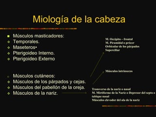 Miología de la cabeza
 Músculos masticadores:
 Temporales.
 Maseteros•
 Pterigoideo Interno.
 Pterigoideo Externo
o Músculos cutáneos:
 Músculos de los párpados y cejas.
 Músculos del pabellón de la oreja.
 Músculos de la nariz.
M. Occipìto – frontal
M. Piramidal o prócer
Orbicular de los párpados
Superciliar
Músculos intrínsecos
Transverso de la nariz o nasal
M. Mirtiforme de la Nariz o Depresor del septo o
tabique nasal
Músculos elevador del ala de la nariz
 
