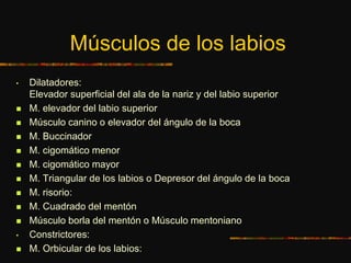 Músculos de los labios
• Dilatadores:
Elevador superficial del ala de la nariz y del labio superior
 M. elevador del labio superior
 Músculo canino o elevador del ángulo de la boca
 M. Buccinador
 M. cigomático menor
 M. cigomático mayor
 M. Triangular de los labios o Depresor del ángulo de la boca
 M. risorio:
 M. Cuadrado del mentón
 Músculo borla del mentón o Músculo mentoniano
• Constrictores:
 M. Orbicular de los labios:
 