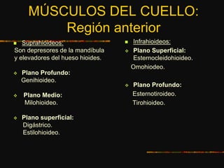 MÚSCULOS DEL CUELLO:
Región anterior
 Suprahioideos:
Son depresores de la mandíbula
y elevadores del hueso hioides.
 Plano Profundo:
Genihioideo.
 Plano Medio:
Milohioideo.
 Plano superficial:
Digástrico.
Estilohioideo.
 Infrahioideos:
 Plano Superficial:
Esternocleidohioideo.
Omohiodeo.
 Plano Profundo:
Esternotiroideo.
Tirohioideo.
 