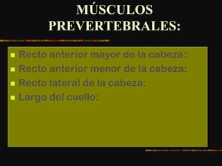 MÚSCULOS
PREVERTEBRALES:
 Recto anterior mayor de la cabeza::
 Recto anterior menor de la cabeza:
 Recto lateral de la cabeza:
 Largo del cuello:
 