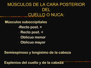 MÚSCULOS DE LA CARA POSTERIOR
DEL
CUELLO O NUCA:
Músculos suboccipitales
-Recto post. >
- Recto post. <
- Oblicuo menor
- Oblicuo mayor
Semiespinoso y longisimo de la cabeza
Esplenios del cuello y de la cabeza
 