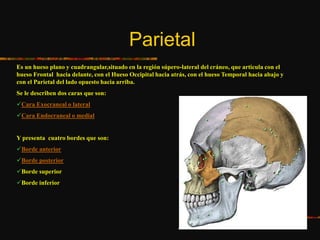 Parietal
Es un hueso plano y cuadrangular,situado en la región súpero-lateral del cráneo, que articula con el
hueso Frontal hacia delante, con el Hueso Occipital hacia atrás, con el hueso Temporal hacia abajo y
con el Parietal del lado opuesto hacia arriba.
Se le describen dos caras que son:
Cara Exocraneal o lateral
Cara Endocraneal o medial
Y presenta cuatro bordes que son:
Borde anterior
Borde posterior
Borde superior
Borde inferior
 
