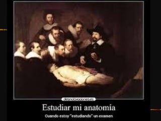 huesos craneo y cara