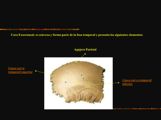 Cara Exocraneal: es convexa y forma parte de la fosa temporal y presenta los siguientes elementos:
Agujero Parietal
Línea curva
temporal superior
Línea curva temporal
inferior
 