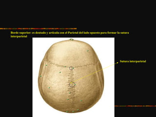 Borde superior: es dentado y articula con el Parietal del lado opuesto para formar la sutura
interparietal
Sutura interparietal
 