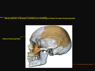 Borde anterior: es dentado y articula con el frontal para formar la sutura fronto-parietal
Sutura fronto-parietal
 