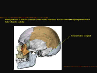 Borde posterior: es dentado y articula con los bordes superiores de la escama del Occipital para formar la
Sutura Parieto-occipital
Sutura Parieto-occipital
 