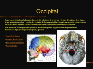 Occipital
Es un hueso ubicado en la línea media posterior e inferior de la bóveda y la base del cráneo, tiene forma
de un segmento de esfera y con bordes cortados de forma romboidal. Articula hacia arriba con los huesos
parietales, hacia los lados con los huesos temporales y hacia delante con el hueso esfenoides
Se le describen cuatro porciones que están delimitadas por un agujero central de gran tamaño
denominado Agujero magno u Occipital, y que son:
Superficie Basilar
Escama del Occipital
Dos porciones laterales
Cuatro bordes
Agujero Magno
 