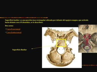 Superficie basilar: es una porción ósea rectangular ubicada por delante del agujero magno, que articula
hacia delante con el Esfenoides, se le describen:
Dos caras:
Cara Exocraneal
Cara Endocraneal
Superficie Basilar
 